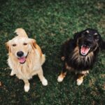 Keeping your Cat and Dog Companion Healthy