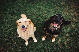 keeping your pet healthy