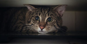 Cystitis (Pandora Syndrome) in Cats and Occasionally in Dogs