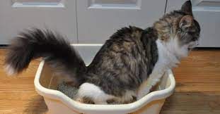 cat straining in the litterbox due to cystitis