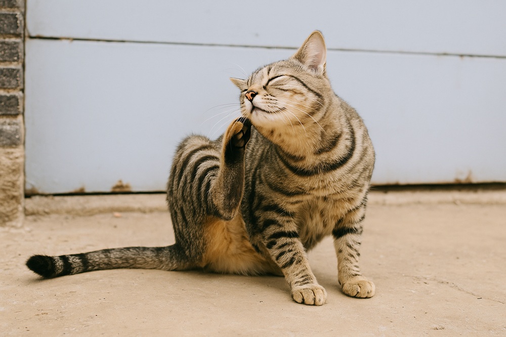 Cat Has Food Allergies and is itching