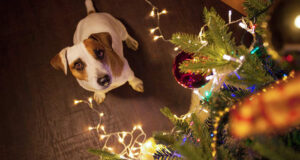 holiday hazards for pets