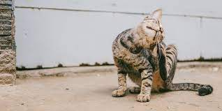 cat with itchy skin from food allergies