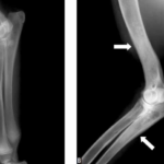 Dog Growing Pains - Bone Inflammation, Panosteitis