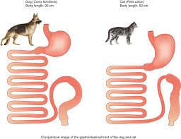 small intestine of dog and cat