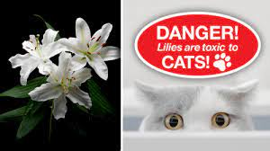 Lilies are pretty but toxic for kitties