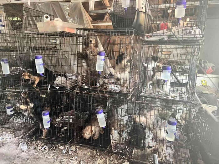 Facility of puppy mill showing overcrowding and dirty conditions