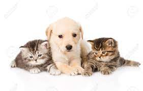 purebred cats and dogs from breeder