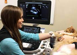 Cat getting an echocardiogram