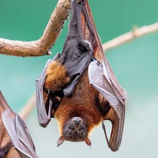 Bats are a common carrier of Rabies Virus
