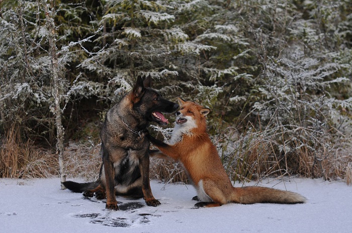 wolf with rabies attacking dog