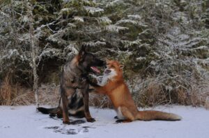 rabies in pets