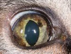 melanoma in dogs and cats
