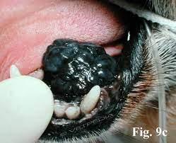melanoma in the mouth of a dog