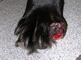 dog with toe melanoma