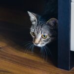 managing fear in cats