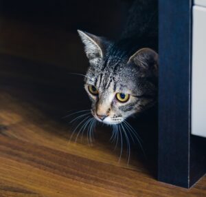 managing fear in cats