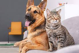 Canine Parvovirus and Feline Panleukopenia Virus