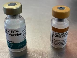 FVRCP and DA2PP (left and right respectively) vaccines for dogs and cats prevent panleukopenia and parvo viruses