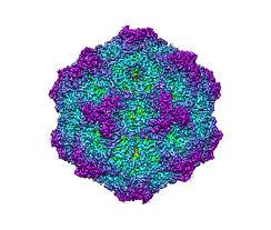 Illustration of the virus