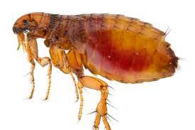 Fleas can cause anemia