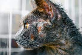Ringworm on a cat