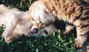 scared cat and dog snuggling