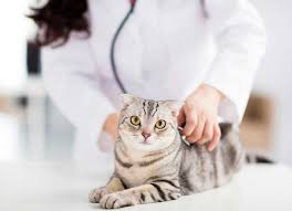 cat getting checked out by veterinarian