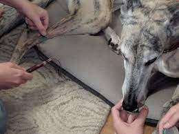 dog receiving treats for a blood draw