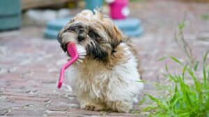dental disease in dogs