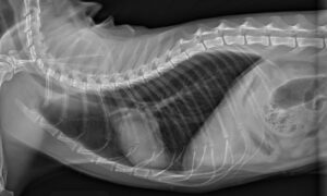 respiratory infection in dogs