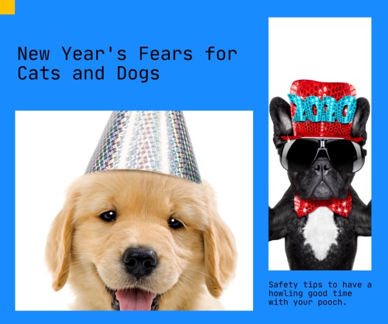 New Year’s Fears for Cats and Dogs