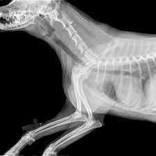 Dog shoulder and forelimb radiographs