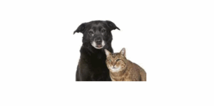 older companion animals need screening