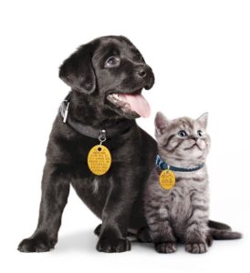puppy and kitten with their rabies tags on