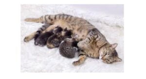 cat with kittens