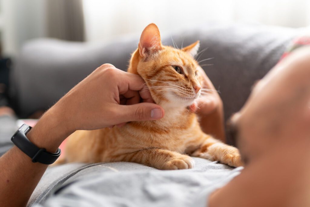 Orange tabby cat laying on human