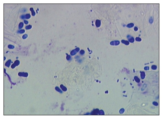 Mostly budding yeast on a slide