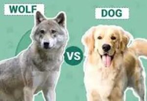 raw and frozen diets for dogs large