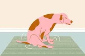 Anal Sacs Issues in Cats and Dogs