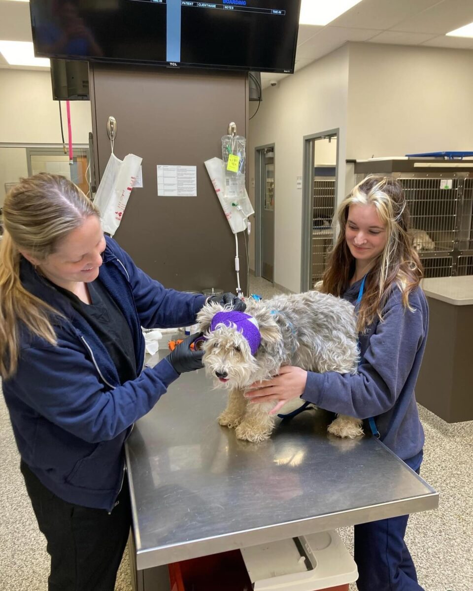 A dog getting an exam after surgery.
