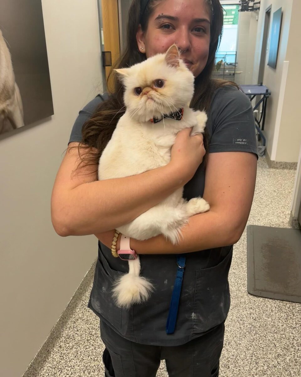 A cat being held by a vet tech after surgery.