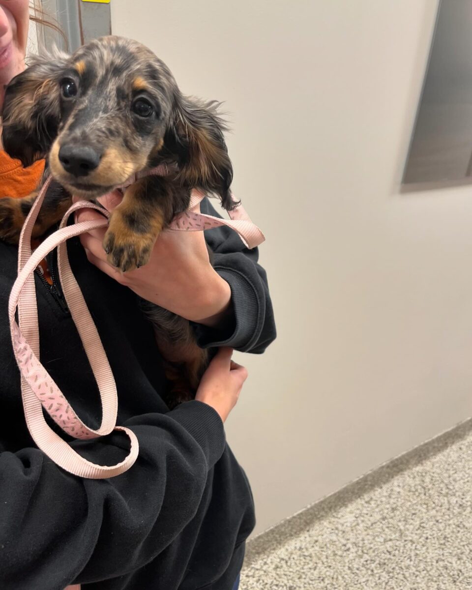 An adorable Dachshund puppy being held.