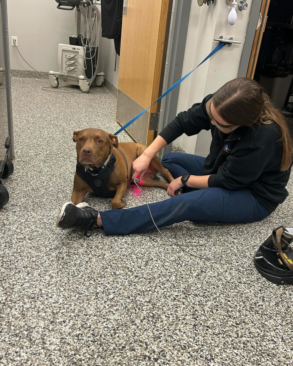 A dog getting laser treatment on its knee.