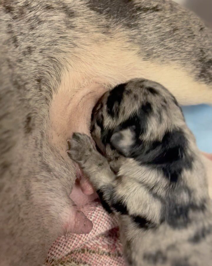 A puppy nursing on its mom.