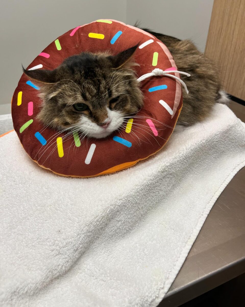 A cat with a donut pillow around its neck after surgery.