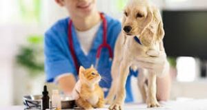 cat and dog at vet