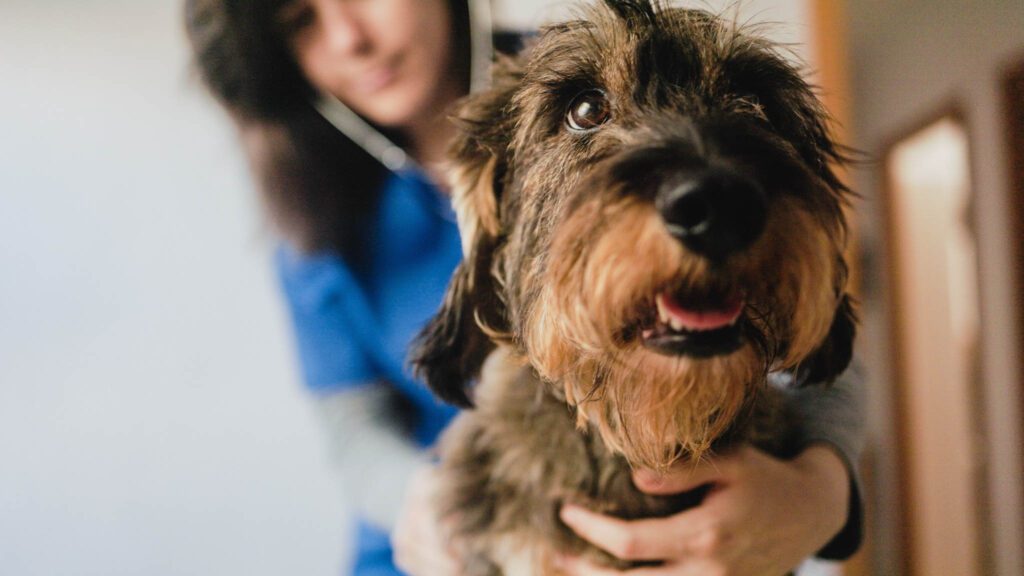 A dog getting a routine wellness exam.