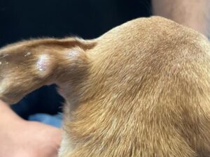 dog with Canine Leprosy