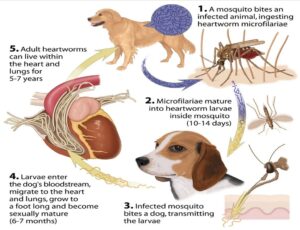 heartworm disease in dogs and cats